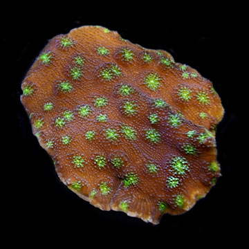 Sprung's Stunner Coral, Aquacultured ORA®