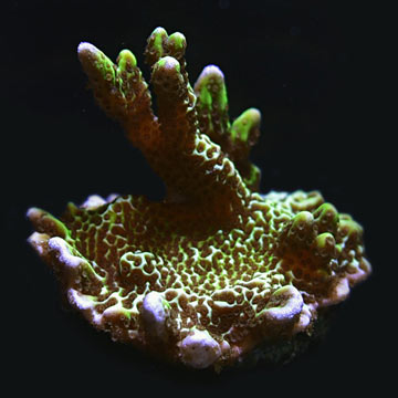 ORA&reg; Aquacultured Spongodes Coral