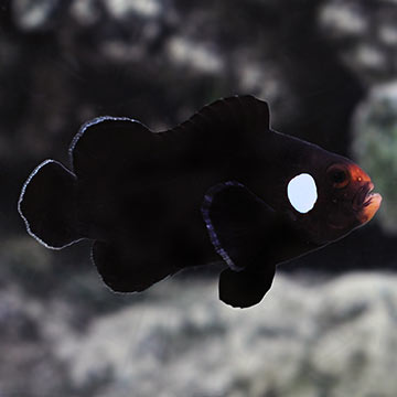 Domino Clownfish, Captive-Bred ORA®