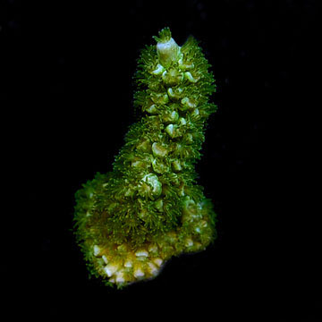 ORA&reg; Aquacultured Borealis Acropora Coral