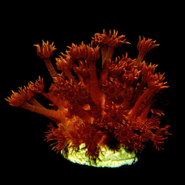 Goniopora Coral, Red, Aquacultured ORA®