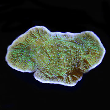 ORA® Aquacultured Blue Polyp Capricornis Coral