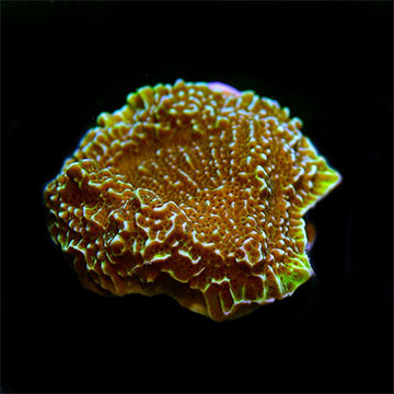Confusa Montipora Coral, Aquacultured ORA®