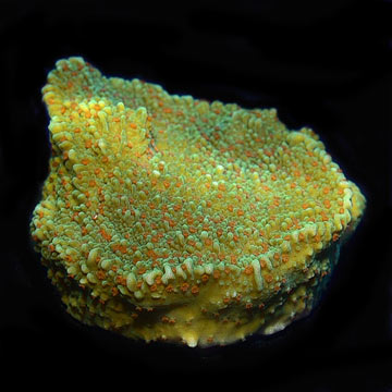 ORA&reg; Aquacultured Pink Polyp Capricornis Coral