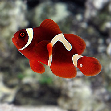 Goldflake Maroon Clownfish, Captive-Bred ORA®