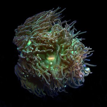 Duncanopsammia Coral, Aquacultured ORA®