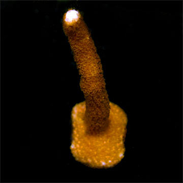 ORA® Aquacultured Peach Digitata Coral