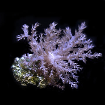 ORA&reg; Aquacultured Litophyton Coral