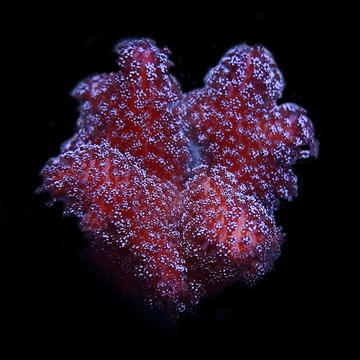 ORA&reg; Aquacultured Pink Stylophora Coral