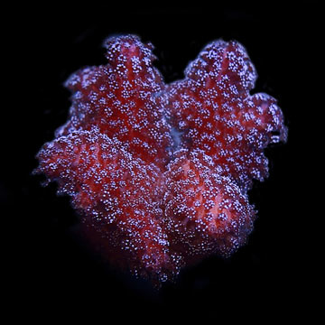 ORA® Aquacultured Pink Stylophora Coral