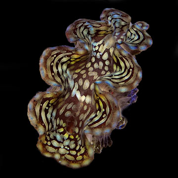 ORA® Aquacultured Squamosa Clam