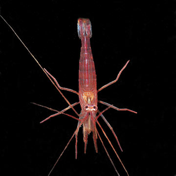 Peppermint Shrimp, Captive-Bred ORA®