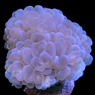 Micronesian Bubble Coral, Aquacultured ORA®