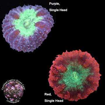 Australian Big Polyp Blastomussa Coral Aquacultured