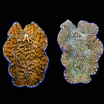 Derasa Clam, Aquacultured ORA®