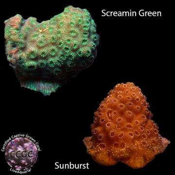 LiveAquaria® CCGC Aquacultured Pavona Coral