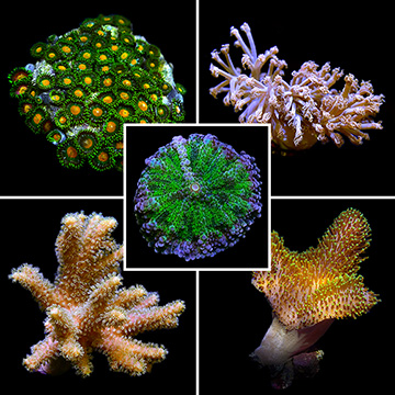 Aquatic Life Pack - 25 Gallon ORA® Soft Coral