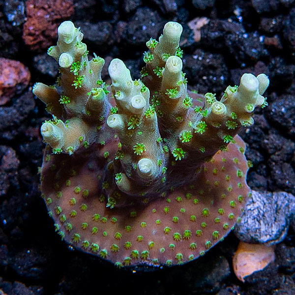 ORA® Aquacultured Orchid Berry Coral ORA® Aquacultured Orchid Berry Coral