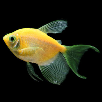 GloFish®, Sunburst Orange® Longfin Tetra