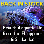 Sri Lankan & Philippines Sale