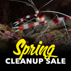 Spring Cleanup Sale