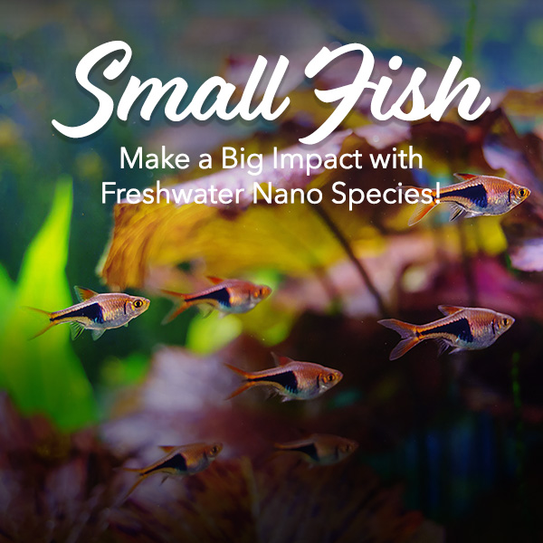 Freshwater Nano Collection