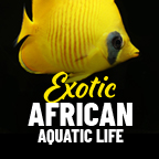 African Sale