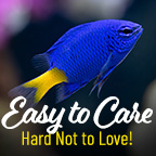 Easy to Care