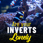 Friends Of Inverts