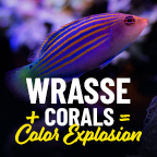 Reef Safe Wrasse