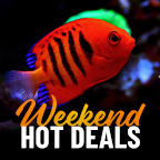 Weekend Hot Deals