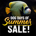 Dog Days of Summer Sale