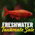 Freshwater Community Sale