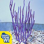 Purple Candalabra Gorgonian