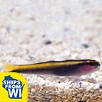 Marine Fish for Beginners components
