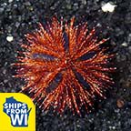  Aquacultured Red Tuxedo Urchin