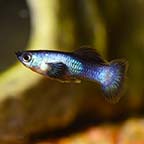 Panda Guppy, Male