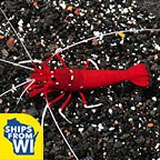 Blood Red Fire Shrimp