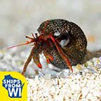 Dwarf Red Tip Hermit Crab 5-Pack