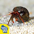 Dwarf Red Tip Hermit Crab 5-Pack