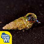 Dwarf Blue Leg Hermit Crab, Tiny