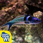 Bluehead Wrasse