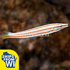 Candy Cane Wrasse