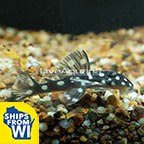 Snowball Plecostomus (L-201)