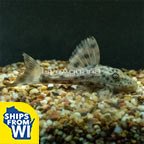 Spotted Dwarf Hypostomus Pleco (L-303)