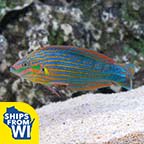 Melanurus Wrasse