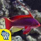 Lyretail Anthias