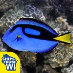 Blue Tang