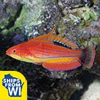 Carpenter's Flasher Wrasse