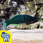 Bird Wrasse